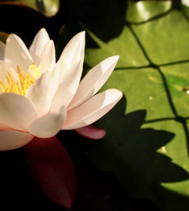 Lily Pads