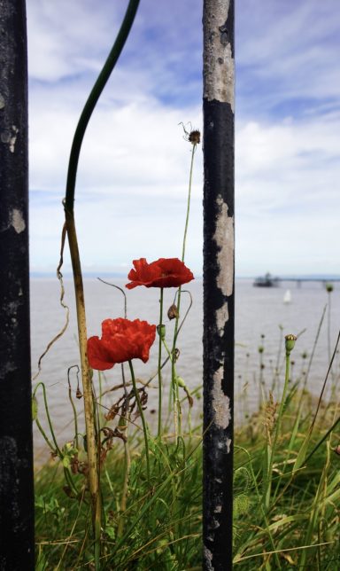 Poppies Framed
