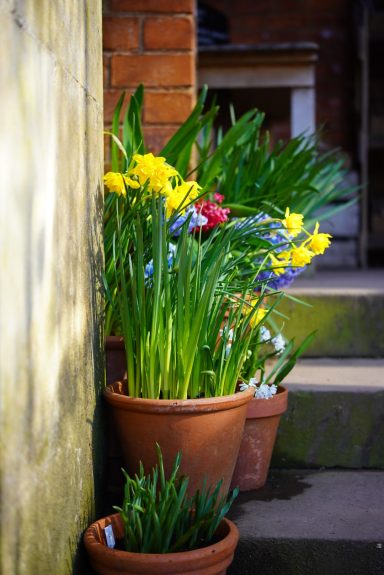 Tyntesfield Flowers