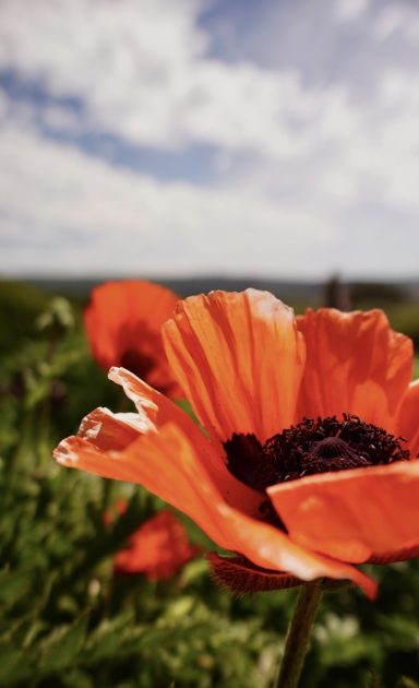 Poppy
