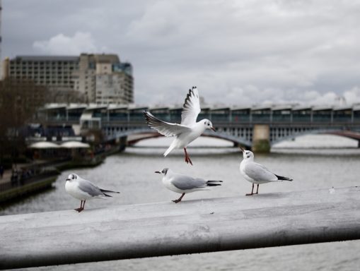 London Gulls