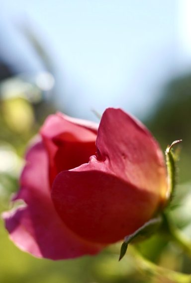 Macro Rose Macro Rose